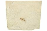 Fossil Leaf (Berchemia) - France #254268-1
